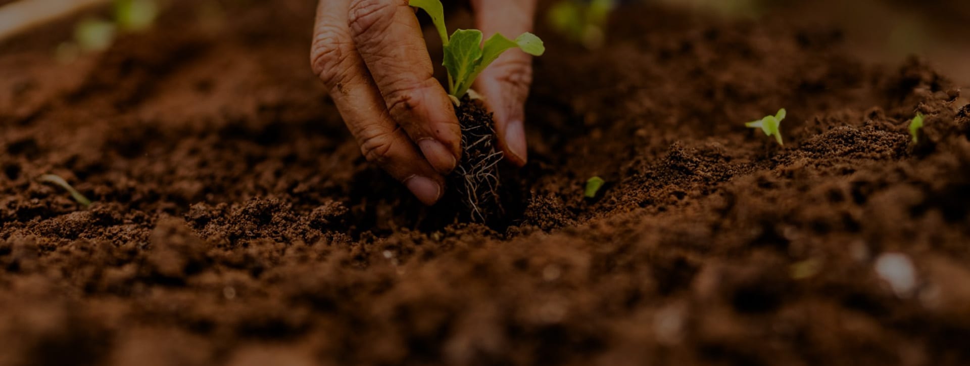 Mão plantando uma muda de folhas verdes em solo preparado